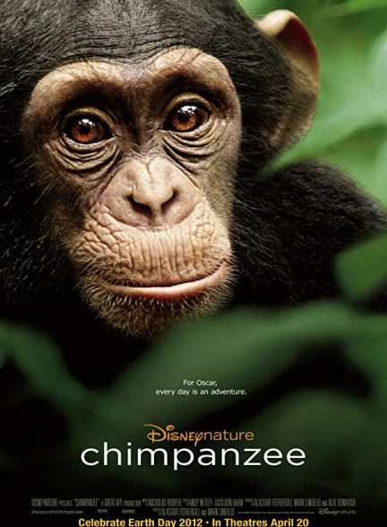 مستند شامپانزه ها 2012 Chimpanzee